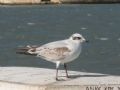 Larus melanocephalus